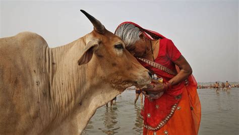 Indien Der Kampf Der Radikalen Hindus Um Die Kuh Der Spiegel