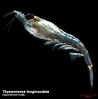 Afbeeldingsresultaten voor "Thysanoessa Longipes". Grootte: 98 x 99. Bron: www.arcodiv.org