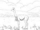 Vicunas Coloring Camel South American Realistic sketch template