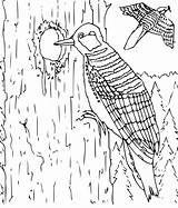 Woodpecker Coloringhome sketch template