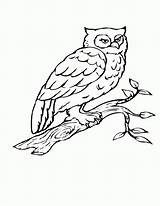 Coloring Owl Tree Pages Flying Birds Branch Bird Owls Birch Realistic Color Printable Print Getcolorings Popular sketch template