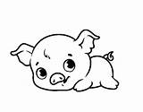 Coloring Pages Cute Pigs Pig Baby Sheets Printable Color Animal Porky Choose Board Popular sketch template
