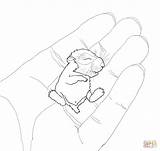 Coloring Hamster Baby Pages Palm Hamsters Color Printable Main Drawing Dot Drawings sketch template