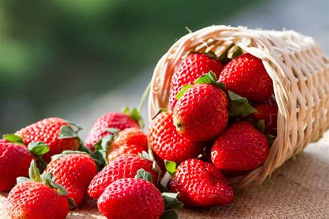 choose   store fresh strawberries foodal