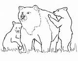 Bear Grizzly Coloring Pages Cubs Bears Mother Drawing Chicago Outline Printable Color Cartoon Drawings Vector Baby Logo Print Getdrawings Getcolorings sketch template