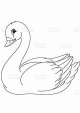Swan sketch template