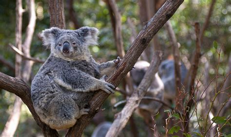 koala family daniel willans flickr