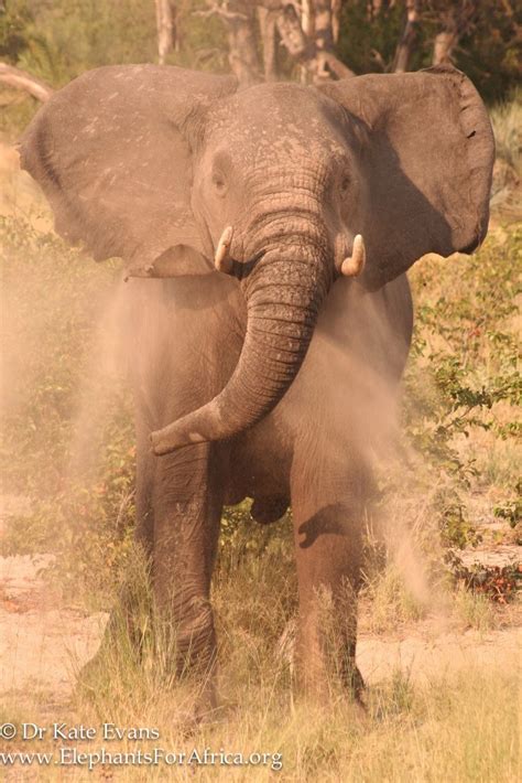 elephant facts elephants  africa