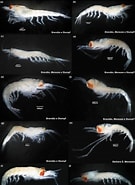 Afbeeldingsresultaten voor "thysanopoda Microphthalmia". Grootte: 135 x 185. Bron: www.researchgate.net