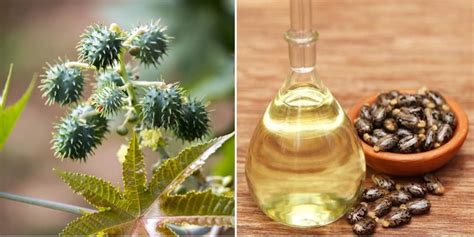 how to make money from castor oil manufacturing