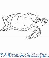 Turtle Easy Drawing Sea Hawksbill Draw Tutorial Lions Mouth Inside Clipart Drawings Paintingvalley Print Clipground sketch template