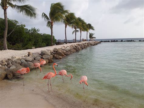 flamingos auf curacao niederlaendische antillen carribean aruba seas wanderlust quick