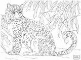 Coloring Leopard Pages Snow Baby Jam Shrewd Animal Getcolorings Printable sketch template