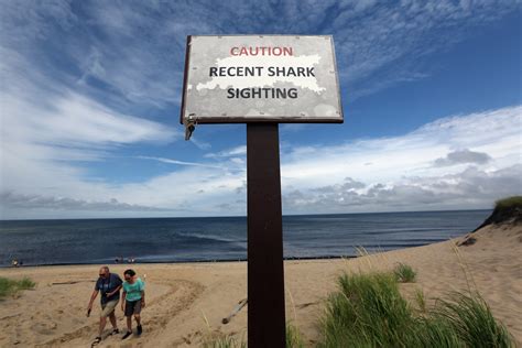 before cape cod shark attack victim told aunt sharks don t bite me