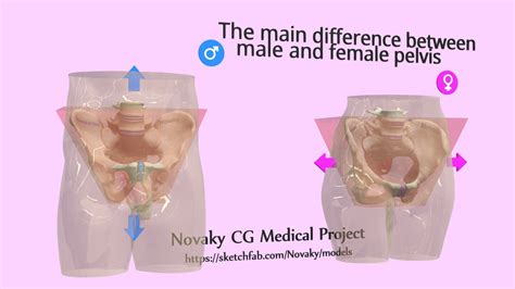 Main Difference Between Male And Female Pelvis Buy Royalty Free 3d
