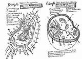 Coloring Prokaryote Sheet Eukaryote Cell Versus Prokaryotic Diagram Prokaryotes Biology Cells Worksheet Pages Enzyme Sketchite Sheets Eukaryotes Science Visit Template sketch template