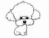 Poodle Puppy Coloring Para Colorear Drawing Cachorro Dibujo Dibujos Dog Kawaii Coloringcrew Drawings Poodles Perros Clipartmag Dogs sketch template