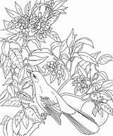 Coloring Pages Hard Flowers Flower Comments Adults sketch template