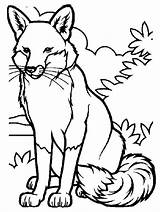 Fox Coloring Pages Realistic Getdrawings sketch template