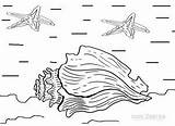 Muschel Malvorlagen Ausmalbilder Seashell Muscheln Cool2bkids Kostenlos Fische Seashells sketch template