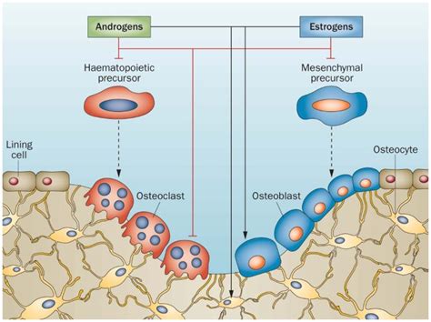 The Role Of Estrogen And Androgen Receptors In Bone Health And Disease
