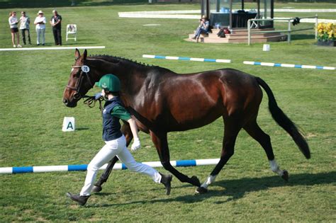 young breeders horse sport ireland
