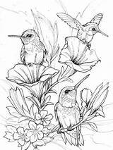 Coloring Pages Birds Bird Hummingbirds Drawings Patterns Gaddynippercrayons Mandala sketch template