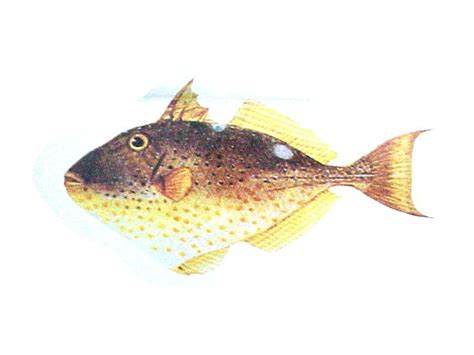 starrytriggerfishpage