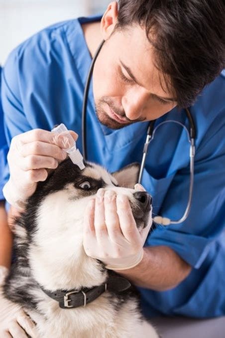 médico a veterinário a para integrar o corpo clínico