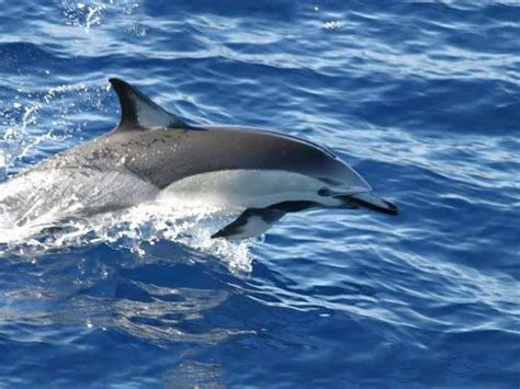 dolphin calf   delphinus delphis species  dead   city