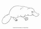 Platypus Colouring Australian Pages Animals Coloring Animal Easy Outline Template Baby Colour Aboriginal Wombat Drawings Realistic Activityvillage Cute Australia Templates sketch template