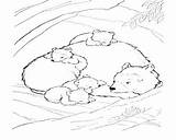 Coloring Bear Sleeping Hibernating Hibernation Pages Bears Getcolorings Printable Getdrawings Color sketch template