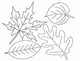 Leaves Coloring Autumn Pages Leaf Preschool Line Fall Printable Drawing Color Colouring Sheets Choose Board Shape sketch template