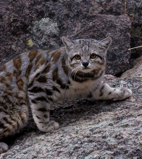field notes finding jacobo  andean cat captivates conservationists