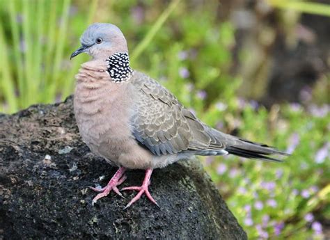 common  hawaii chinese spotted dove beautiful birds birds dove pigeon