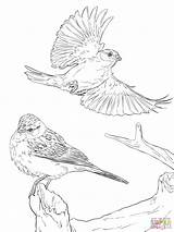Sparrows Sparrow Gorriones Chipping Supercoloring Passero Passeri Stampabili sketch template