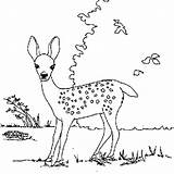 Coloring Fawn Deer Designlooter sketch template