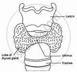 Thyroid Gland Shaalaa Glands sketch template