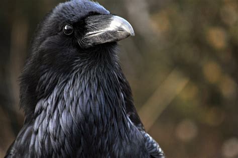 raven bird  stock photo public domain pictures
