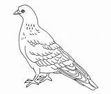Pigeon Coloring Pages Drawing Printable Kids Colouring Colour Wallpaper Color Bestcoloringpagesforkids Bird Print Line Animal Books Sheets Embroidery February Rock sketch template