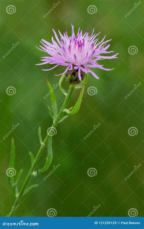 Spotted Knapweed Centaurea Maculosa Stock Image Image Of