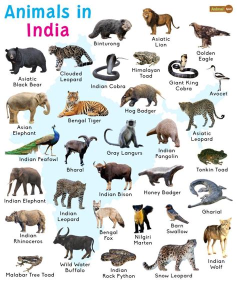 animals  india list  facts  pictures