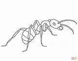 Ant Coloring Ants Pages Drawing Printable Line Clipart Kids Animal Drawings Children Cycle Life Picnic Insect Designlooter Popular Getdrawings Supercoloring sketch template