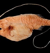 Afbeeldingsresultaten voor "gigantactis Vanhoeffeni". Grootte: 175 x 185. Bron: www.fishbiosystem.ru