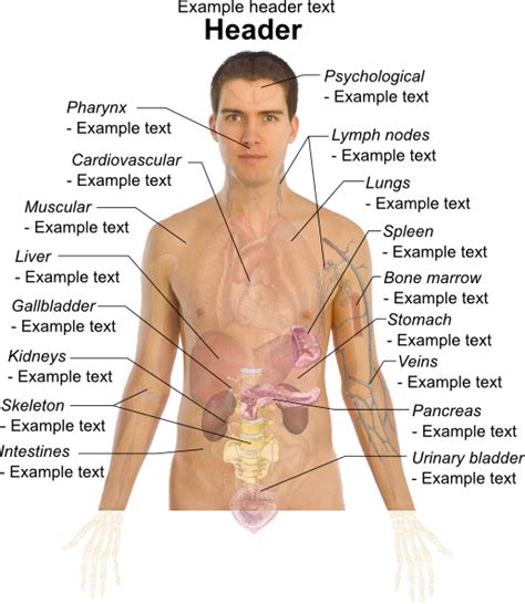 body parts diagram male fileanterior view  male upper body retouchedjpg muscular