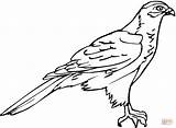 Hawk Coloring Pages sketch template