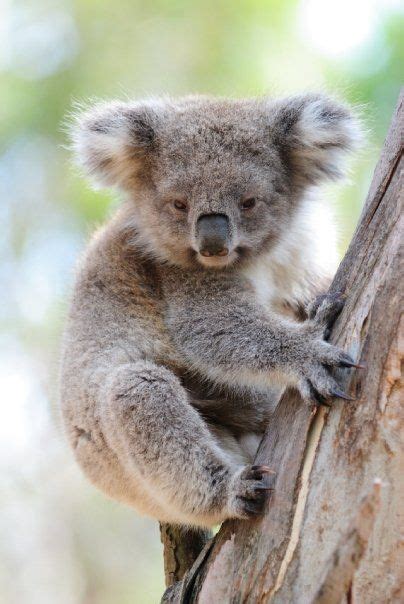 17 Best Images About Koala On Pinterest Australian Capital Territory