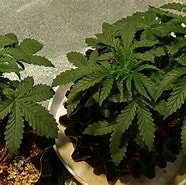 麻の栽培 に対する画像結果.サイズ: 186 x 185。ソース: www.youtube.com