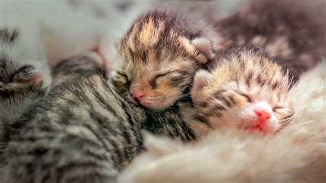 Kitten Growth Stages From Birth And Weaning Royal