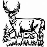 Elk Whitetail Clipartmag sketch template